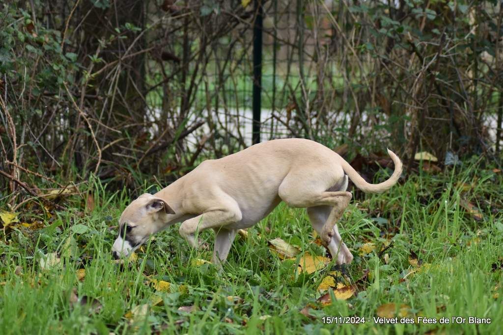 Des Fées De L'Or Blanc - Chiots disponibles - Whippet