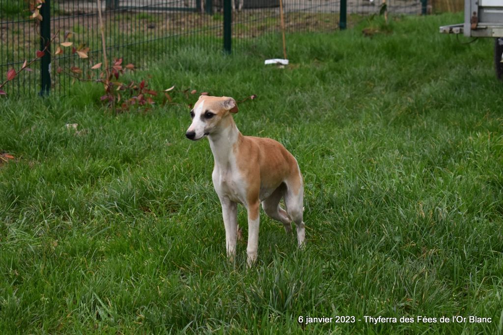 Chiot Whippet Des Fées De L'Or Blanc