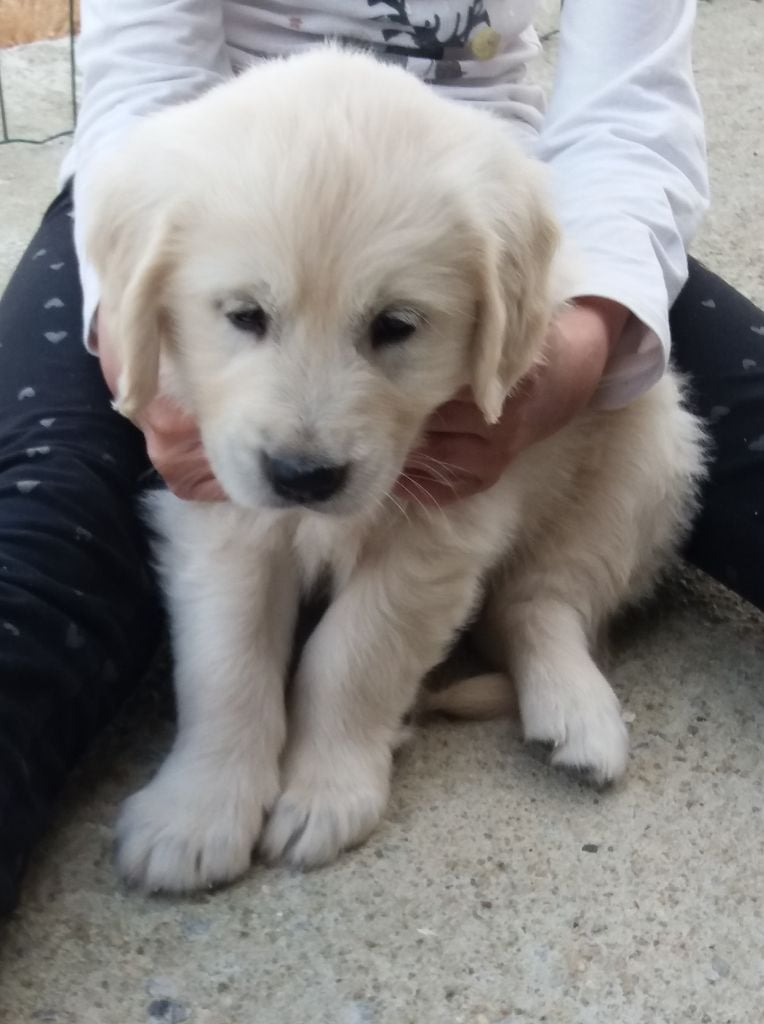 Du Domaine D'Aurelie Et Amelie - Chiots Golden Retreiver