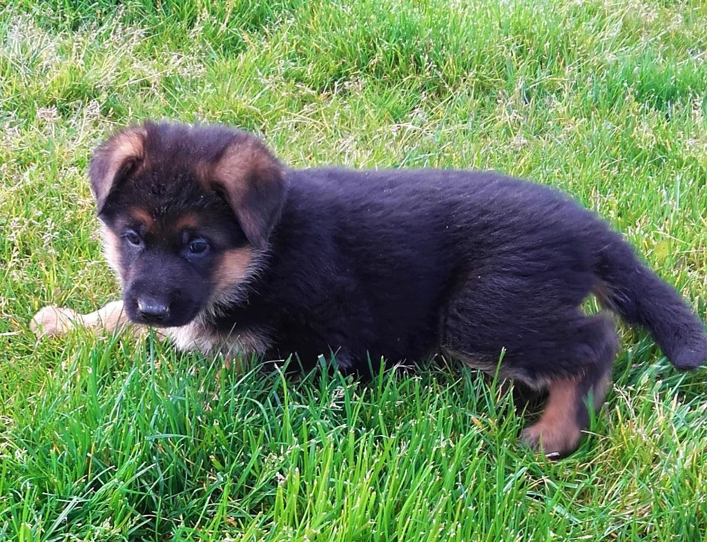 Du Domaine D'Aurelie Et Amelie - Chiots disponible 