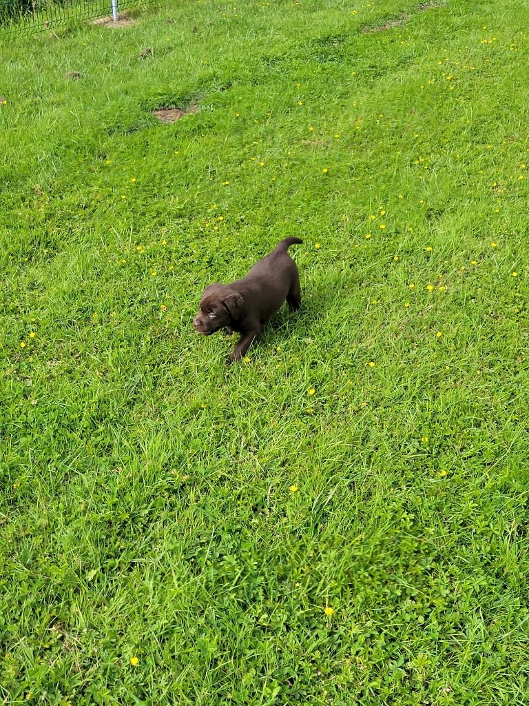 Du Domaine D'Aurelie Et Amelie - Chiots disponibles - Labrador Retriever