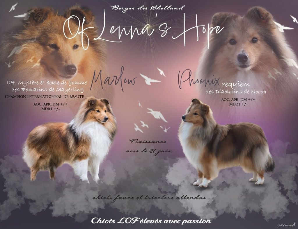 Of Lenna's Hope - Des chiots prévues pour le 27 Juin disponibles à partir du 30 Aout