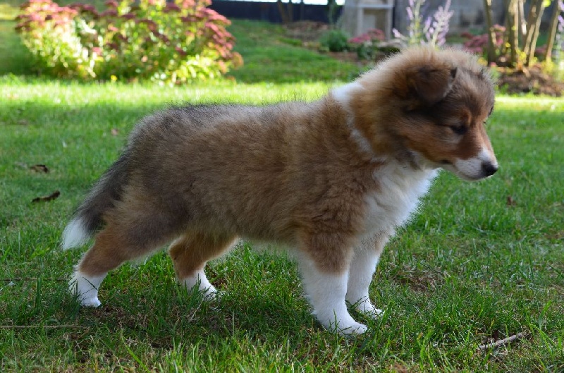 Of Lenna's Hope - Shetland Sheepdog - Portée née le 11/08/2016