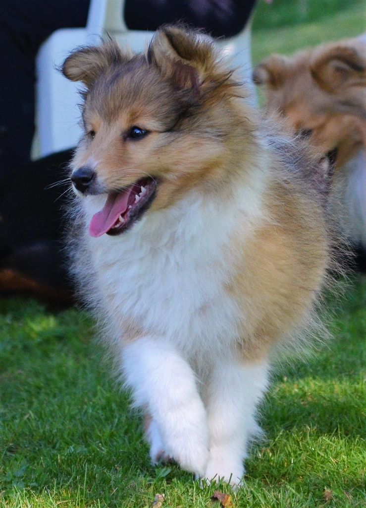 Of Lenna's Hope - Shetland Sheepdog - Portée née le 06/03/2017