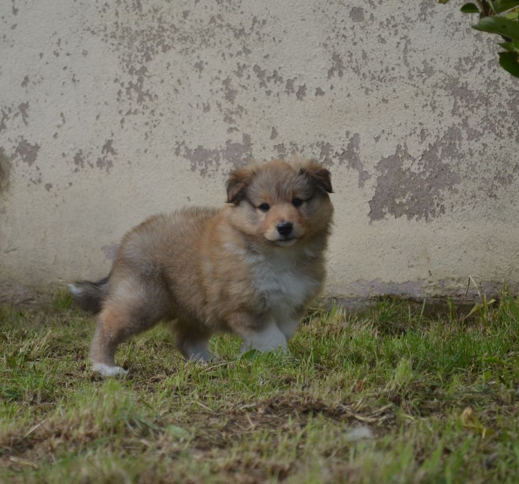 Of Lenna's Hope - Shetland Sheepdog - Portée née le 20/05/2021