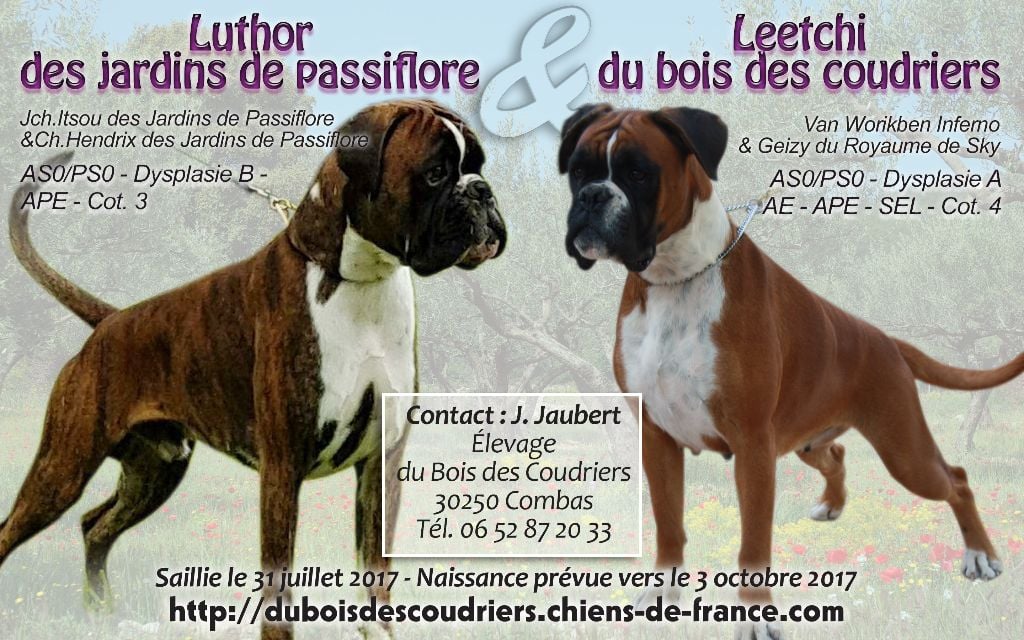 Naissance des BB de Leetchi & Luthor