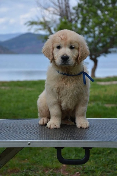 Hearunes - Golden Retriever - Portée née le 22/02/2016