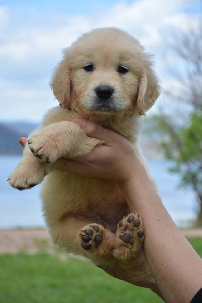 Hearunes - Golden Retriever - Portée née le 24/02/2016