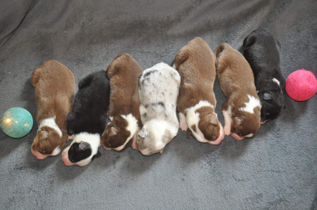 Chiot Berger Australien Des Gardiens D'Alzou