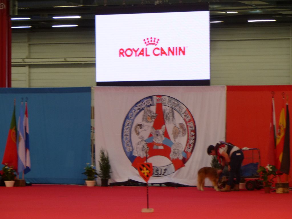 PARIS DOG SHOW 2018