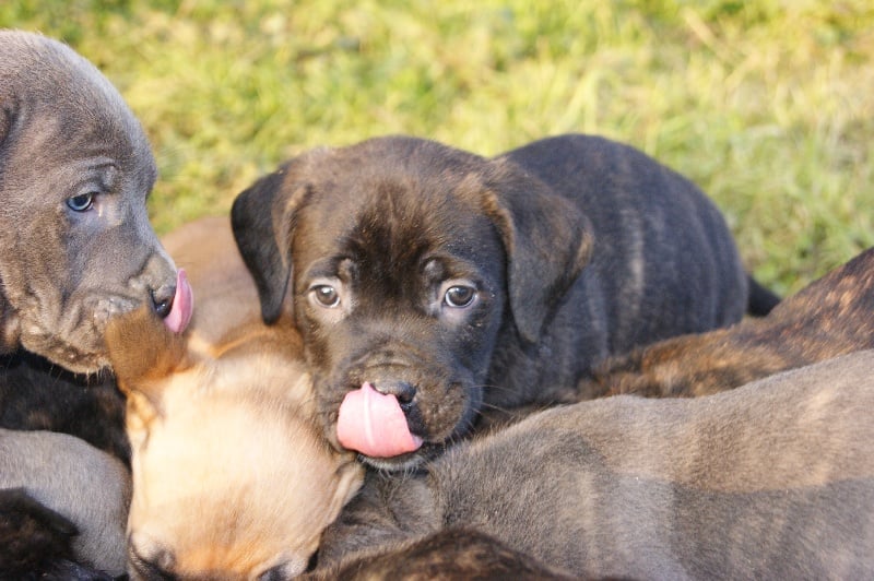 Dei Cani Da Guardia - Cane Corso - Portée née le 13/10/2013