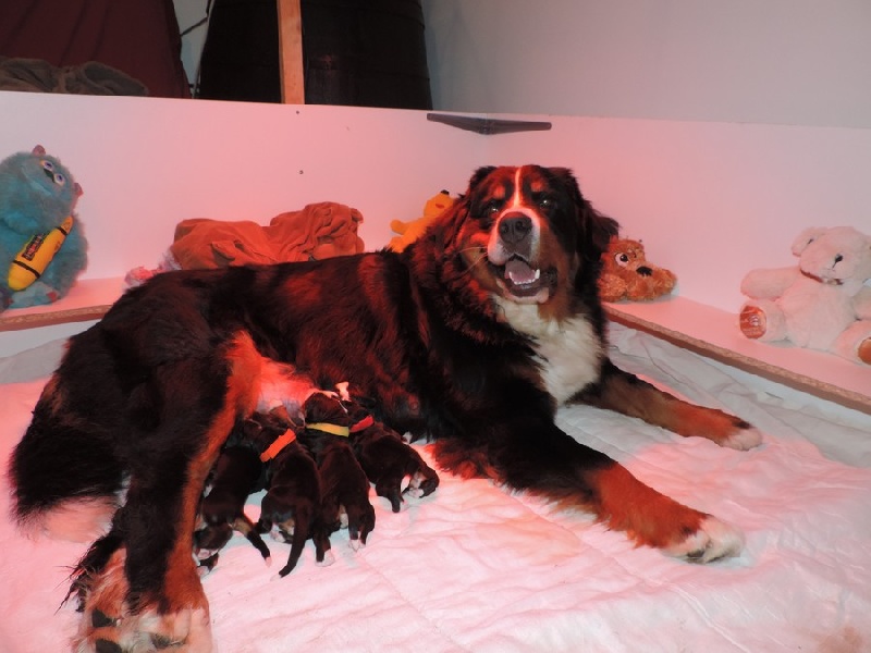 Chiot Bouvier Bernois Du Sentier Champenois