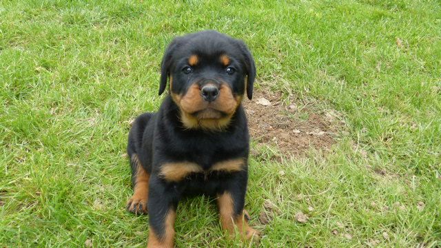 De L'eden Des Rotts - Chiots disponibles - Rottweiler