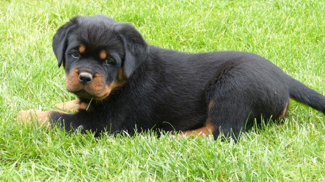 De L'eden Des Rotts - Chiots disponibles - Rottweiler