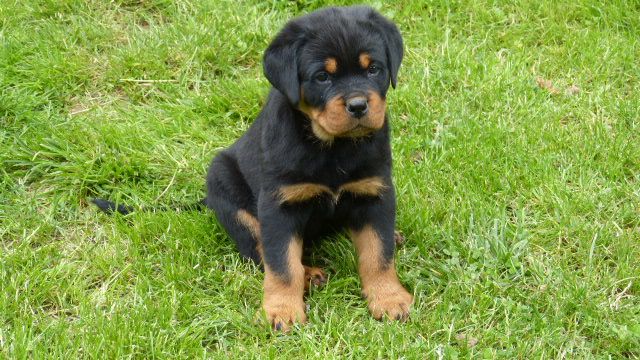 De L'eden Des Rotts - Chiots disponibles - Rottweiler