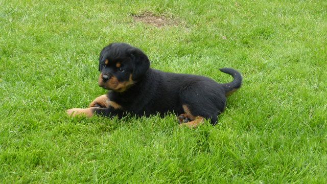 De L'eden Des Rotts - Chiots disponibles - Rottweiler