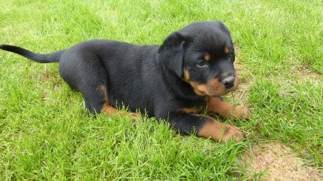 De L'eden Des Rotts - Chiots disponibles - Rottweiler