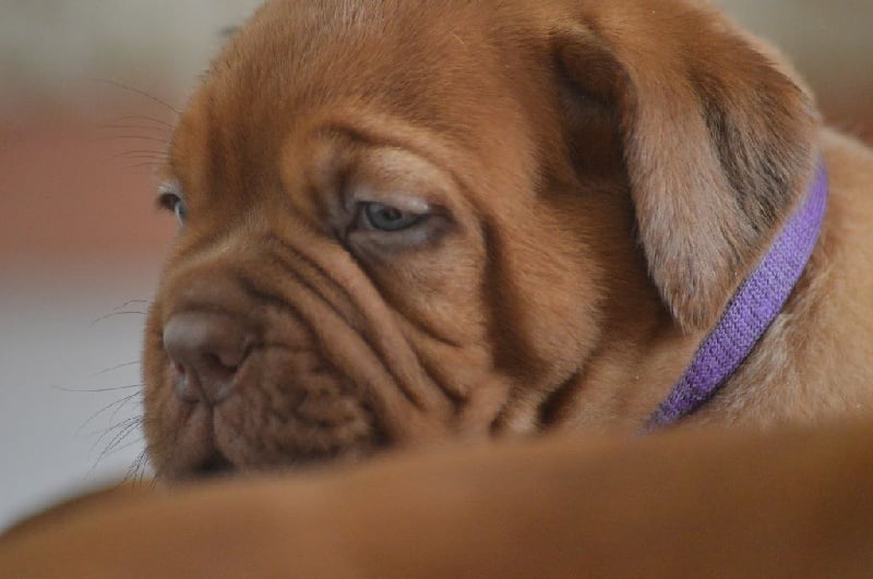 Chiot Dogue de Bordeaux Of Rhodes's Family