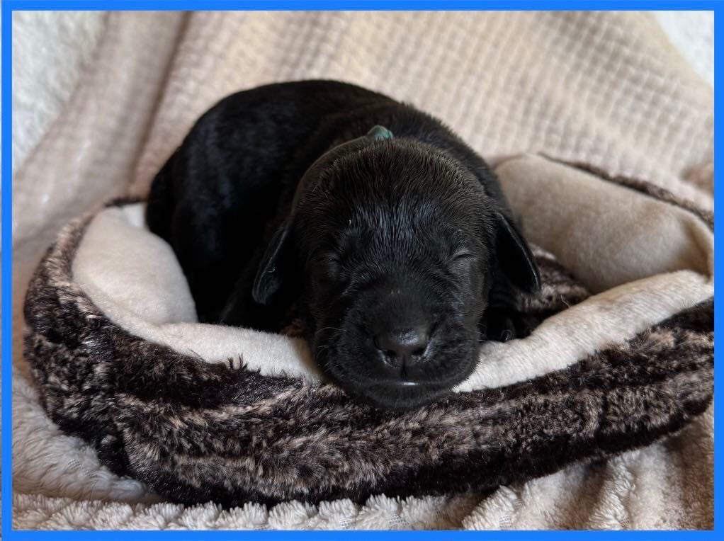 Du Val De Quincy - Chiots disponibles - Labrador Retriever