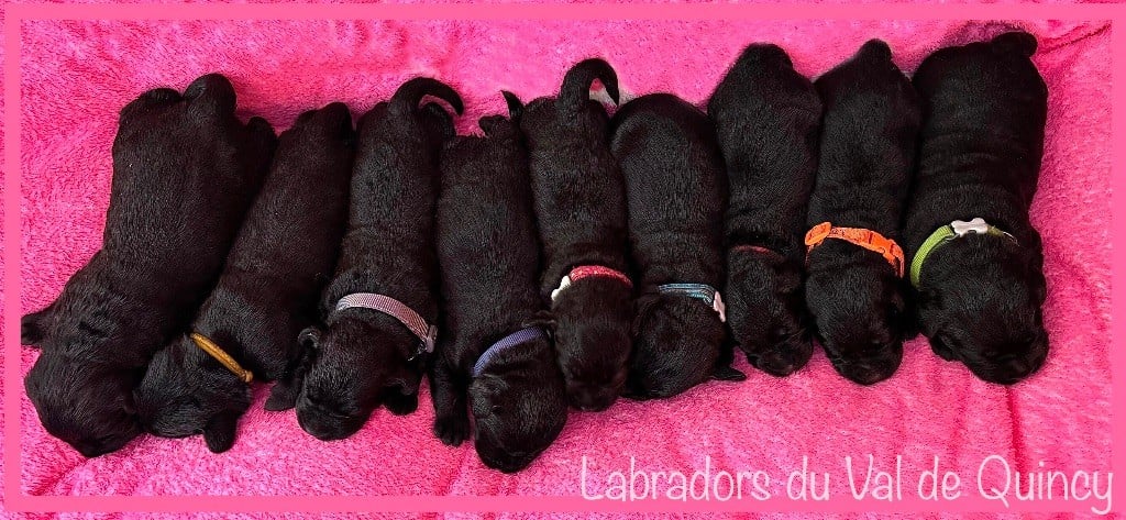 Chiot Labrador Retriever Du Val De Quincy