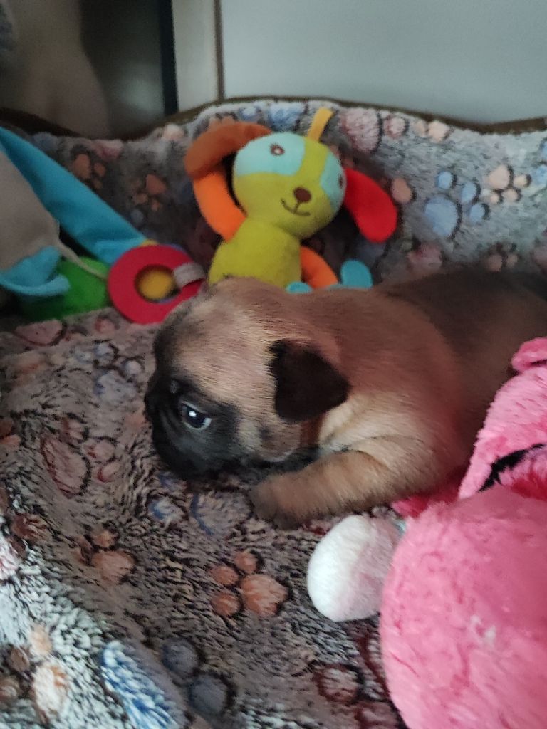 Du Paradis Des Mogwais - Chiots disponibles - Bouledogue français