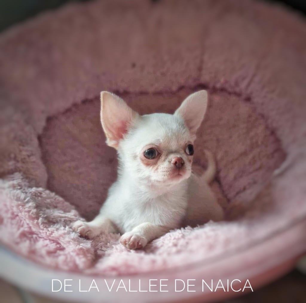 De La Vallée De Naica - Chihuahua - Portée née le 28/10/2024