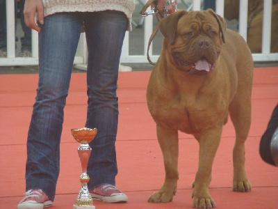 Du Reve Des Gones - CACS CACIB ST Etienne 2013