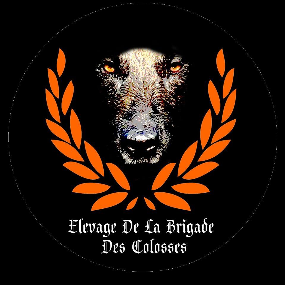 De la brigade des colosses - Berger Belge - Portée née le 30/03/2024