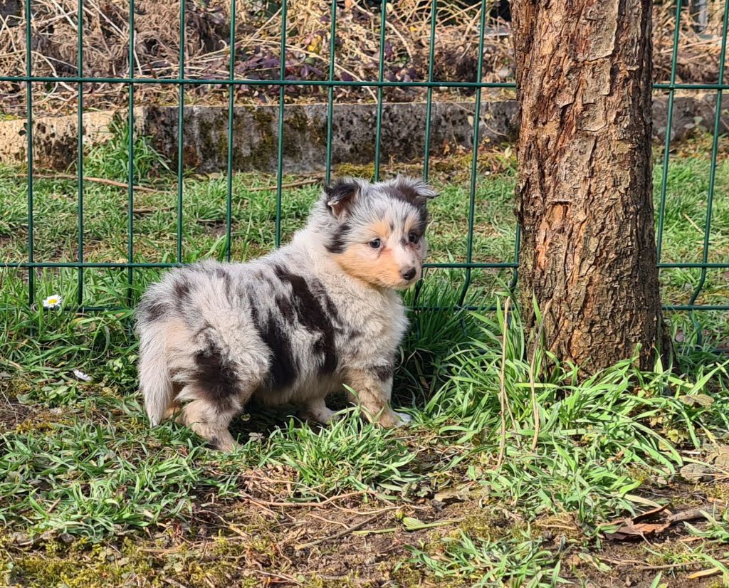 Du vent des moissons - Chiots disponibles - Shetland Sheepdog