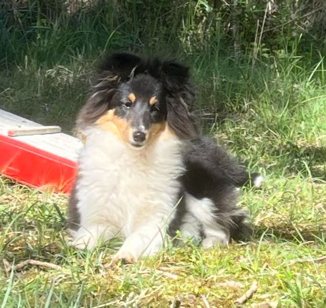 Chiot Shetland Sheepdog Du vent des moissons