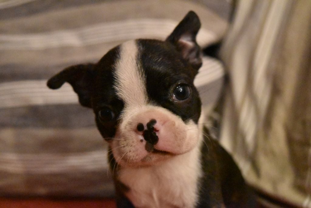 Du jura des eaux vives - Chiots disponibles - Boston Terrier