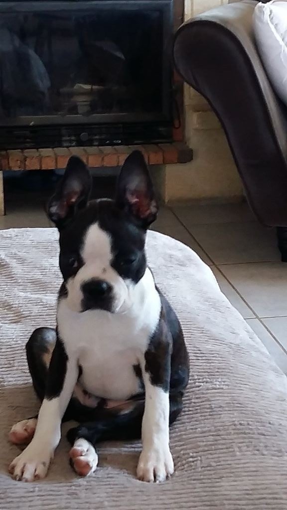 Du jura des eaux vives - Chiots disponibles - Boston Terrier