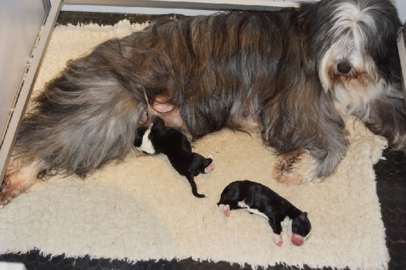 de L'Ouvernhat - Bearded Collie - Portée née le 14/01/2015