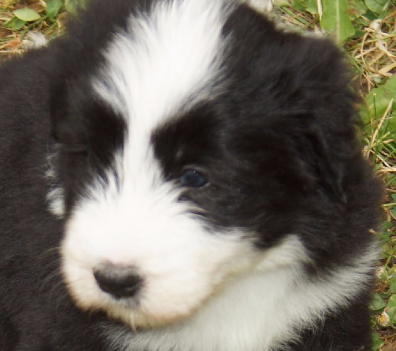 de L'Ouvernhat - Bearded Collie - Portée née le 11/05/2015