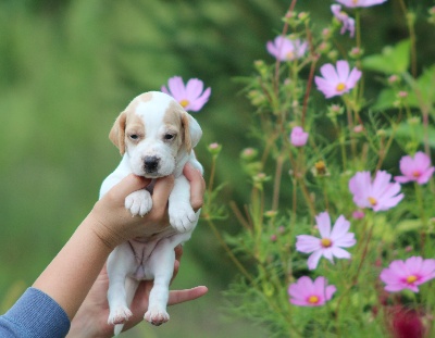 des Gorges du Regalon - PHOTOS DES CHIOTS DE CRISTAL x DALLAS AGES DE 3 SEMAINES