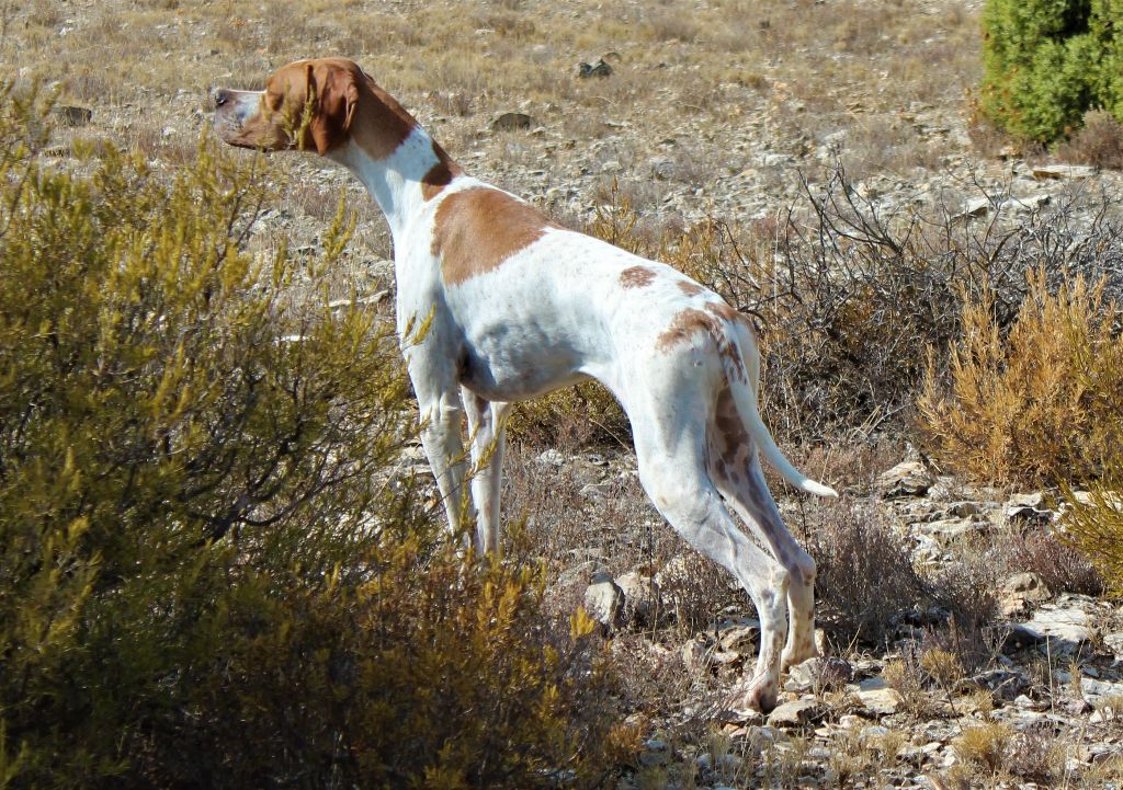 des Gorges du Regalon - MAYA en field trial