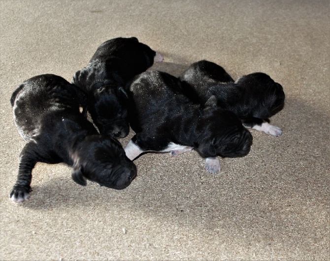 des Gorges du Regalon - CHIOTS CH. DITCHO x JURA