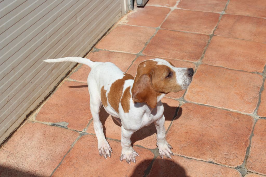 des Gorges du Regalon - Chiots disponibles - Pointer