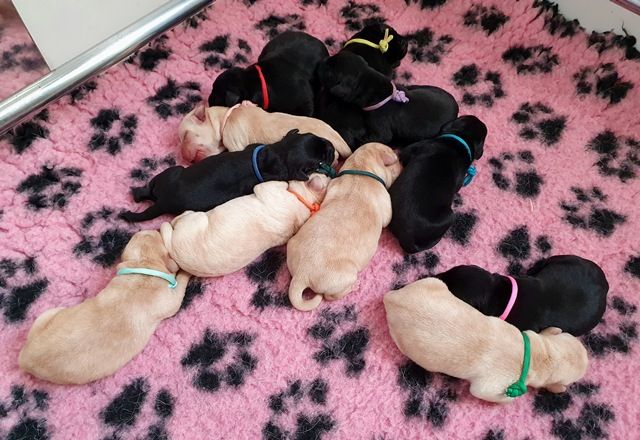 La légende de la loutre - Des chiots tout neufs pour la nouvelle année !