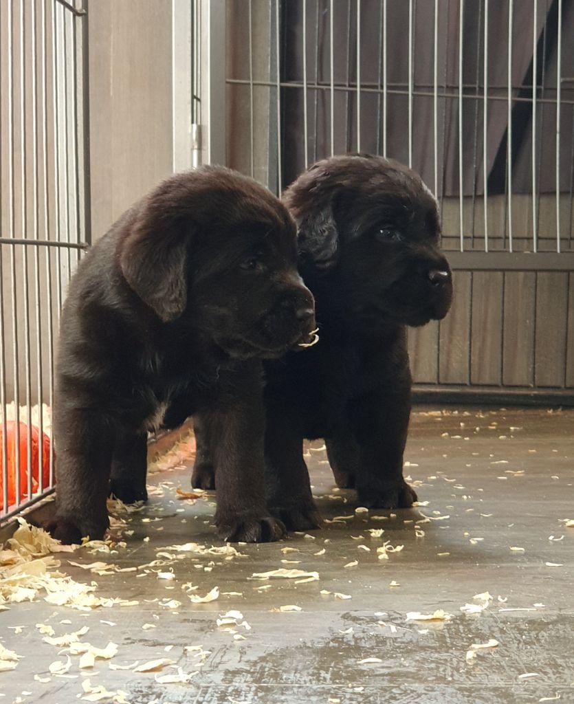 La légende de la loutre - Des chiots noirs disponibles début mai 2023 !