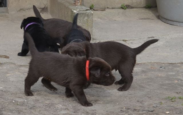 La légende de la loutre - Première sortie pour les chiots de Lou