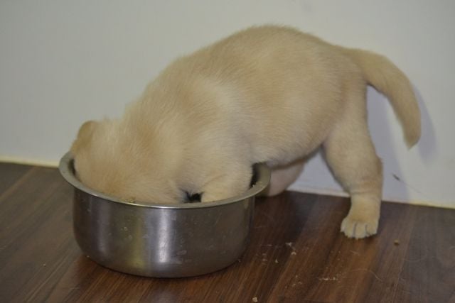 La légende de la loutre - Notre premier repas !