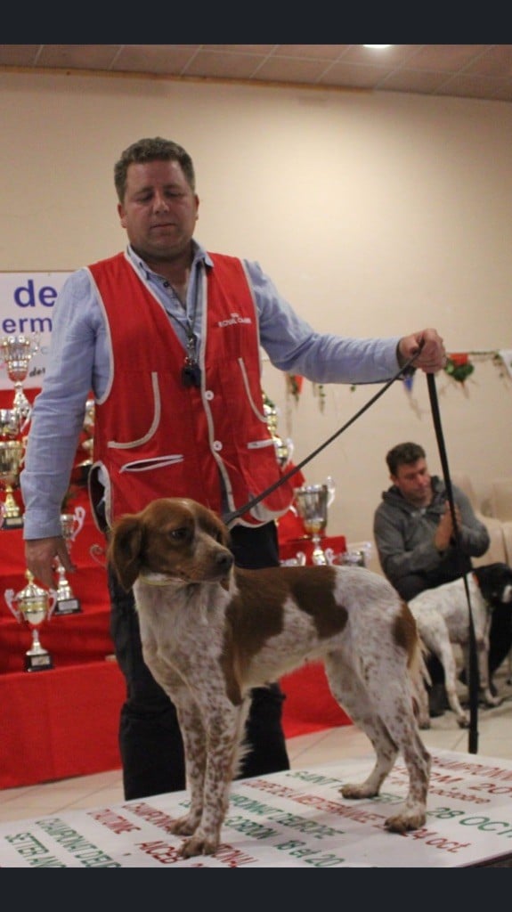 Des plaines dauxeenes - Ness ,championne de gibier tiré et IT  à tout juste deux ans !