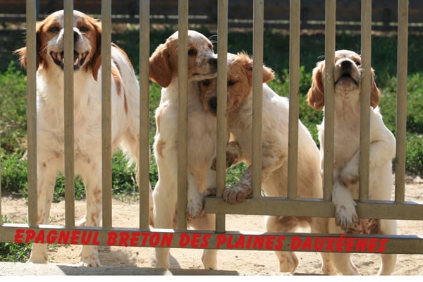 Chiot Epagneul Breton Des plaines dauxeenes