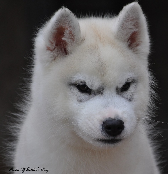 Of Settler's Bay - Siberian Husky - Portée née le 22/01/2012