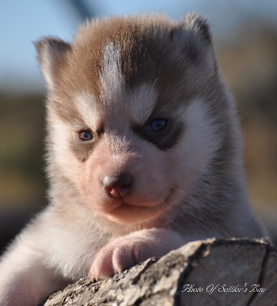 Of Settler's Bay - Siberian Husky - Portée née le 26/09/2011