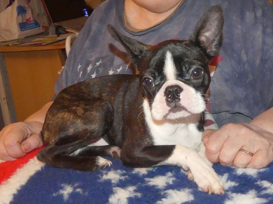 De La Légende De L'Archer - Boston Terrier - Portée née le 02/10/2023