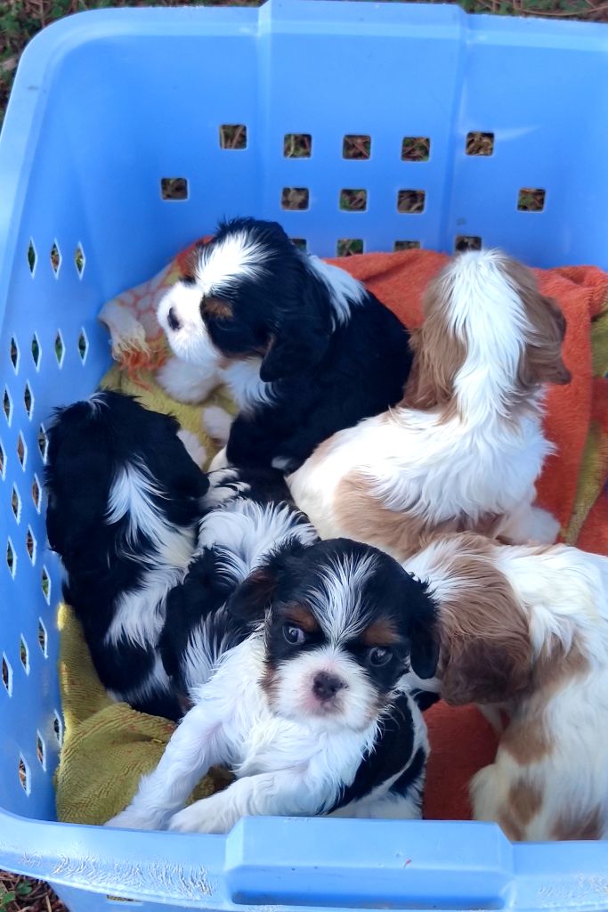 Chiot Cavalier King Charles Spaniel Du grand cassieu