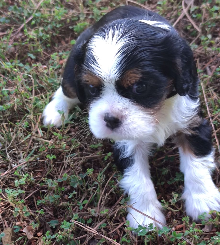 Du grand cassieu - Chiots disponibles - Cavalier King Charles Spaniel