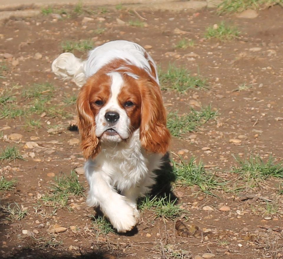 Du grand cassieu - Chiots disponibles - Cavalier King Charles Spaniel